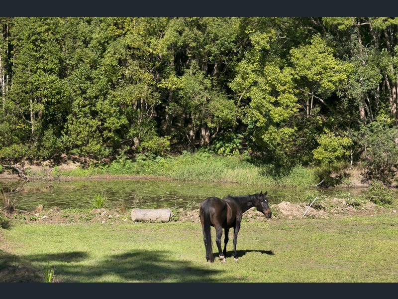 A horse by the pond at Rich's property, Currumbin Valley